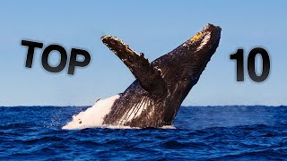 Top 10 Biggest Whales