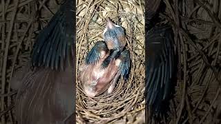 Burung trucuk anak tunggal