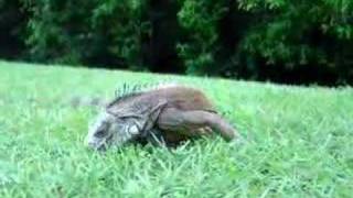 Iguane vert ( Iguana iguana)