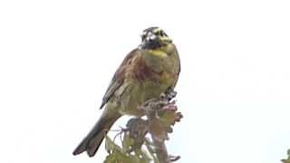 Cirl Bunting male