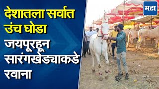 Sarangkheda Chetak Festival : सारंगखेडा घोडेबाजार, लवकरच चेतक फेस्टिवलला सुरुवात, यंदाची तयारी कशी?