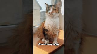 #funnyvideo #cat #catlover #catshorts #funny #funnyanimals #gossip #girl #trending #fyp #foryou