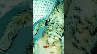 kitty babys #music #countrymusic #catlover #catlover #shortsvideo #fyp #viralvideo