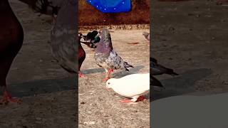 Kabootar ki videos #kabootar #pigeon #birdlovers #fancykabootar #pets #shortsvideo #trending