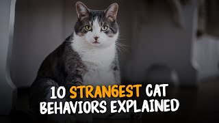 10 Strangest Cat Behaviors Explained