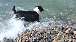 Impresionante!!.. todo lo que hace este PERRO Pescador {Rambo} para sacar peces nadando en el mar