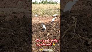 🐦🐦Beautiful Crane at field/ANIMALPlanetAnimal Lovers #viralreels #reels #youtubeshorts #animallover