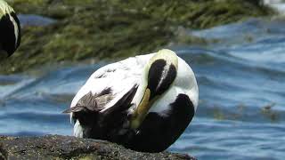 Common Eiders