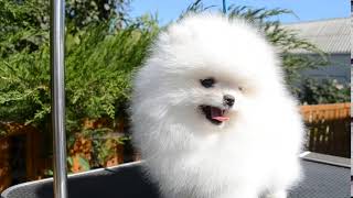 Pomeranian puppy