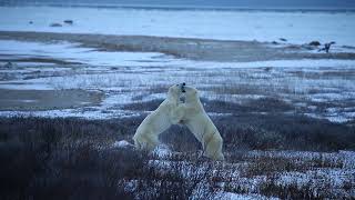 Polar bears play in the tundra. Canada.