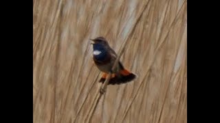 Ein Blaukehlchen auf den Karrendorfer Wiesen vor der Insel Koos _ #Vogelbeobachtung Bluethroat