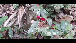 ZAFRU La fruta milagrosa, dentro de un jardín forestal