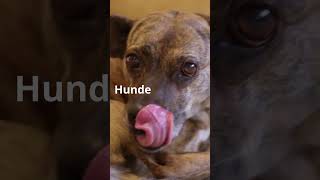 Unfassbare Fakten über Hunde, die du nicht glauben wirst! #factsofnature #hundeliebe #hund