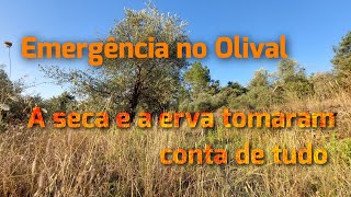 #115 Emergência no Olival - A seca e a erva tomaram conta de tudo