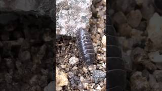 Pill bug searching for food【ダンゴムシが食べ物を探す】#ダンゴムシ#pillbug#nature#shorts