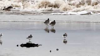 Copy of Knot crash Sanderling Sleep in70021