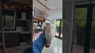 Rice the cat gives a lil apartment tour #apartment