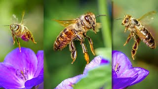 A simple way to photograph a bee above a flower