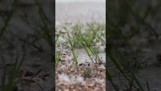 #beautiful #naturetank #beautiful #rain #itsraining #youtubeshorts