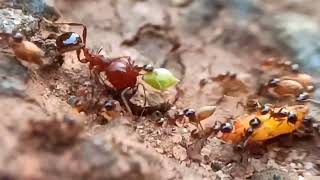 Colony of Asian Marauder Ant(Carebara diversa) #ants #colony