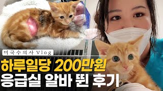 미국 응급실은 하루일당이 200만원? 미국 수의사가 퇴사 후 찾은 동물병원 꿀알바! ㅣ 미국 수의사 브이로그 ㅣ 퇴사 브이로그 ㅣ 응급실에 온 고양이