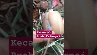 BUAH KELAMPAI BERKECAMBAH