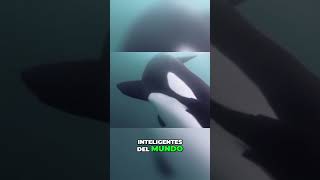 Descubre los secretos de las orcas, las ballenas asesinas del océano #shorts #shortsviral