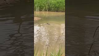 A giant water monitor in the river #watermonitor #water #varanussalvator