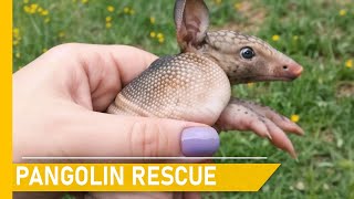 Amazing pangolin rescues and giving them a second chance at life | Animal rescue compilation