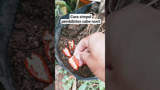 part1cara simpel pembibitan cabe rawit#berkebun #berkebundirumah #pertanian #petualangan