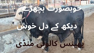 cow mandi / bhains colony mandi updates / today cow mandi 2022 @mandivlogswithejaz4258