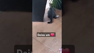 #viralvideo #cat #adote #gatos #adoteumgato #pets #adotaretudodebom #gato #felinos