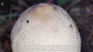 Macrolepiota mastoidea. Champimaginatis. English Text.