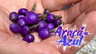 ARAÇÁ AZUL | ARAÇÁ DE MACACO Fruta AZUL da Mata Atlântica