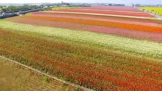 2017太保市花海節 - TaiBao Flower Festival, ChiaYi, Taiwan