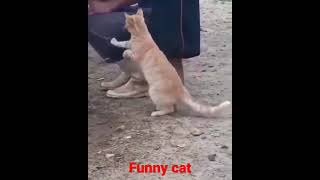 Funny cat asks the man for fresh milk