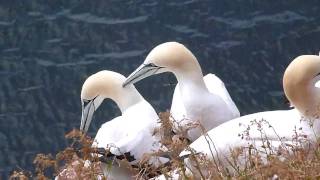 Northern Gannets caressing