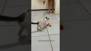 Um gatinho foi abandonado em frente uma lavanderia#shorts