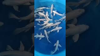 Full white platinum butterfly koi carp 8-12 inches size