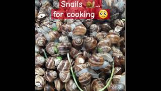 Snails.... for cooking...#nature #cypruslife #snail