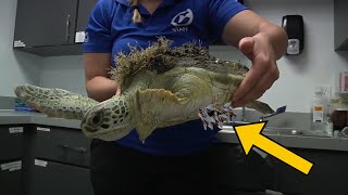 5 Episodes of Sea Turtle Rescue: Removing Barnacles for a Better Life ( part 2 )