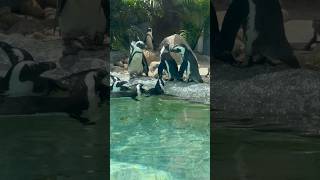 African penguins, also known as jackass penguins, are native to the coasts of South Africa.