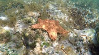 Snorkeling@Quintana Roo, Messico