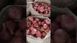 Onion Jute Bag Packing -: Onion Export #nashikonion #onionbusiness #onionratetoday #export