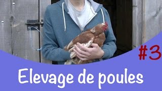 Elevage de poules # 3│ La ponte