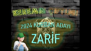 Keremin Çiftliği 2024 Kurbanlık Büyükbaş Zarif  - SATILDI