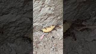 Ants taking their prey towards their burrow | HARDWORKING VIDEO