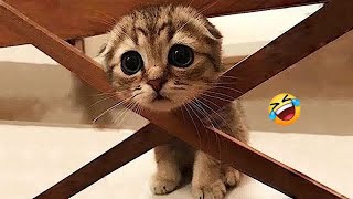 BEST Pets of the DECADE!😬🐶 | Funniest Videos😻