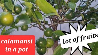 how to grow calamansi or lemon in a pot / winter season in germany / lot of fruits