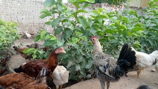 دیہی مرغبانی، مرغیوں کو موسمی اثرات سے محفوظ رکھنے کاطریقہ، poultry Farming, Agriculture, kisan